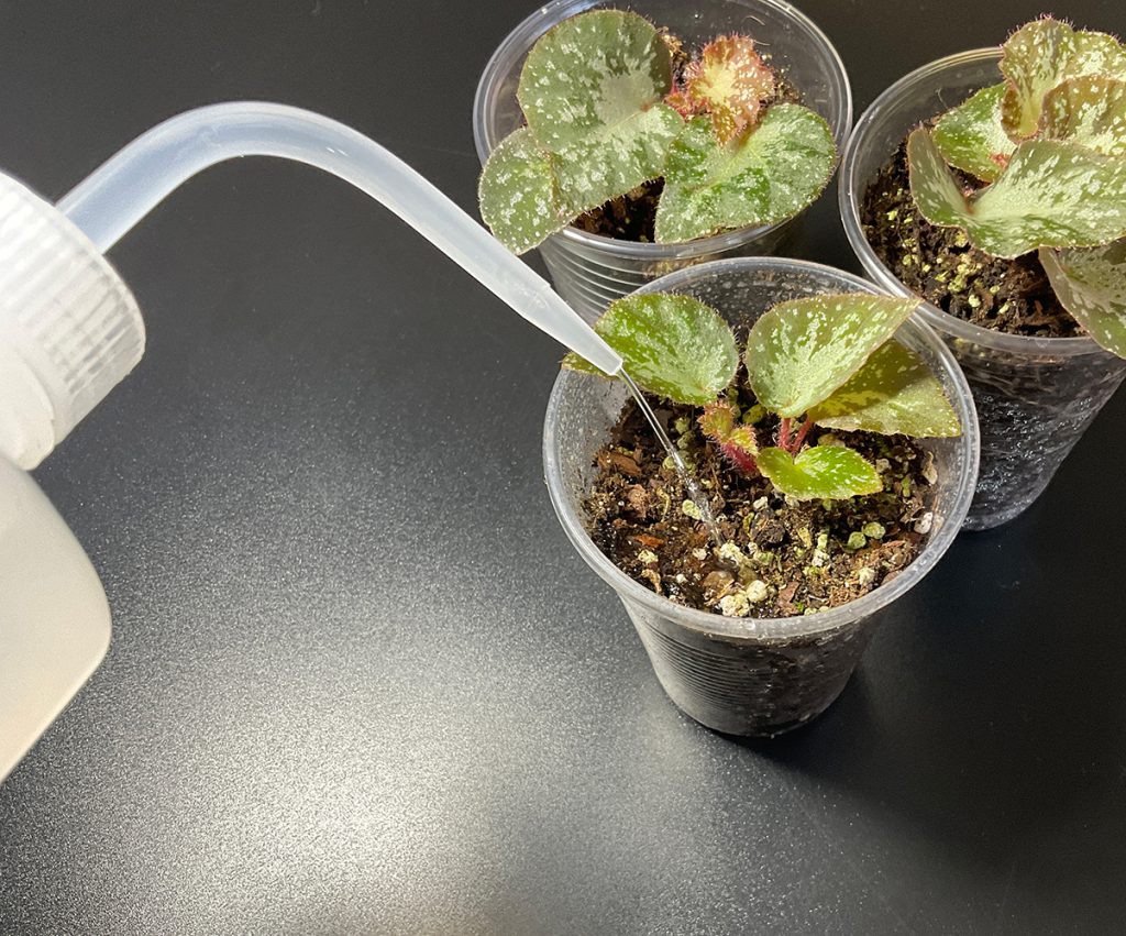 Bewässerung junger Pflanzen