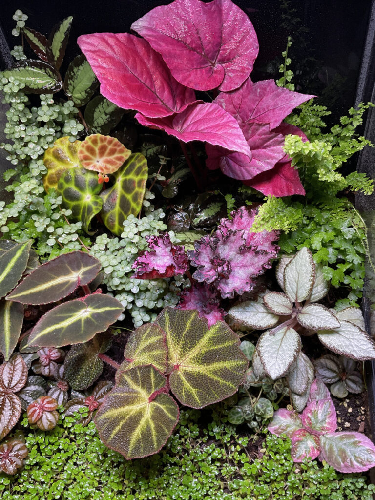 Farbenfrohe Begonien im Terrarium mit strukturreichem Pflanzenmix und Moosboden