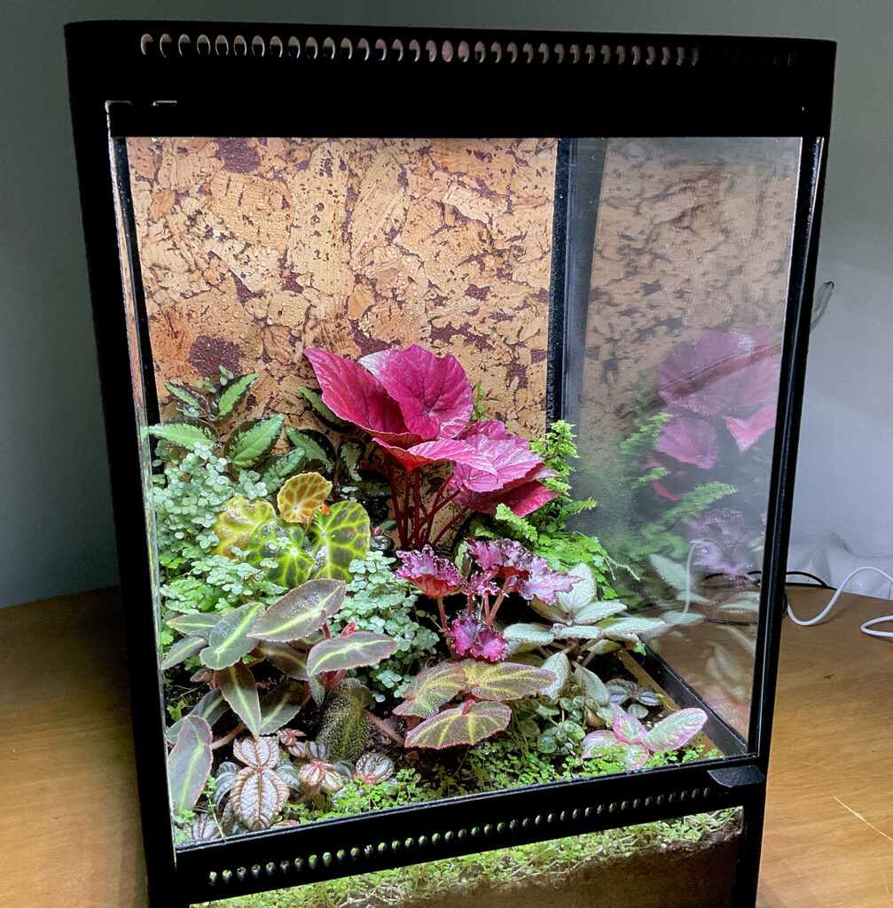 TTropisches Terrarium mit Begonien und Kontrast aus großen und feinen Blattstrukturen