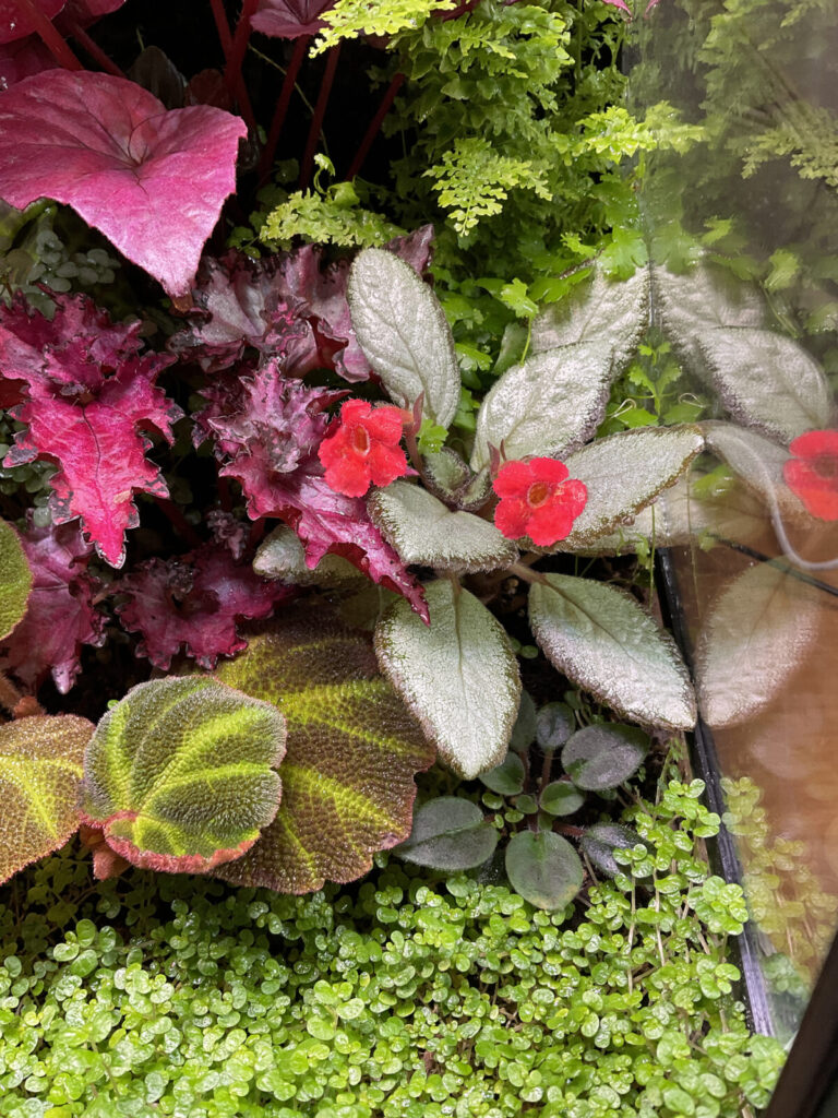 Detail eines Terrariums mit Begonien, Episcia und Bodendeckern für lebendige Pflanzenkomposition