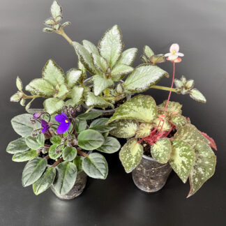 Set aus Mini Veilchen Episcia und Begonie in kleinen Töpfen