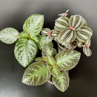 Set aus Pilea und zwei Episcia Pflanzen in Töpfen