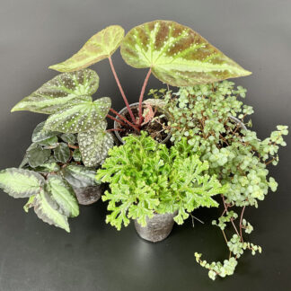 Set aus tropischen Terrarium Pflanzen Pilea Begonie Selaginella Pellionia