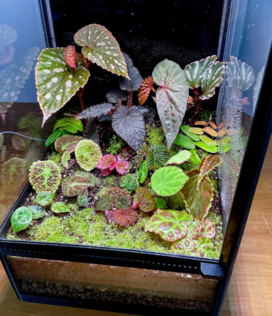 Regenwald-Terrarium mit feuchtigkeitsliebenden Begonien und moosbedecktem Substrat