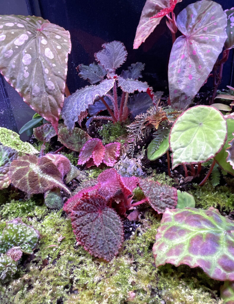 Detail eines Terrariums mit seltenen Begonien und Moos für natürliche Dschungel-Atmosphäre