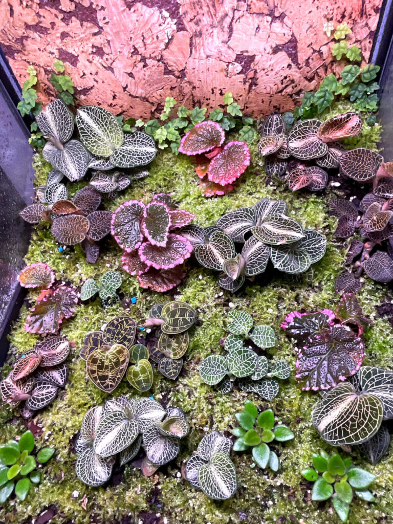 Terrarium mit Jewel Orchideen und detaillierten Blattmustern auf moosigem Substrat