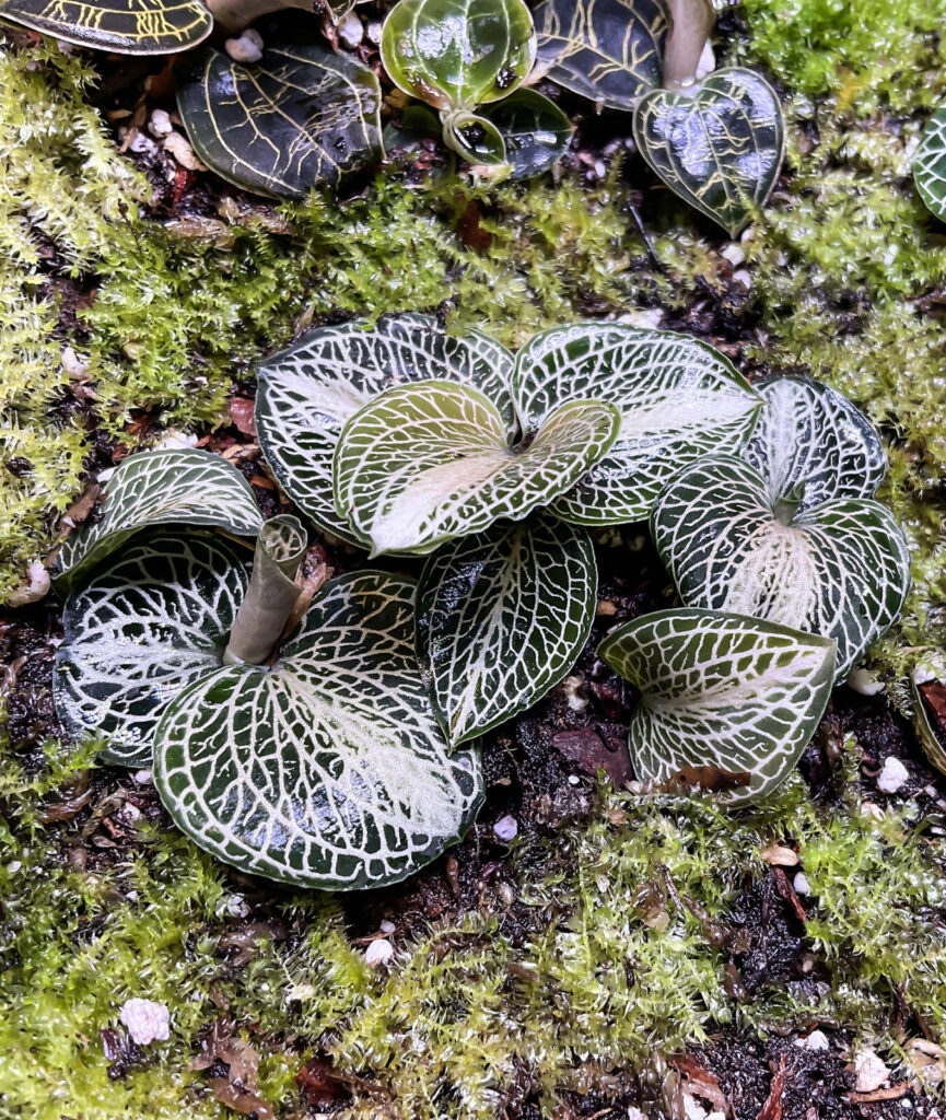 Makroaufnahme von Jewel Orchidee mit feinen Blattadern im Terrarium