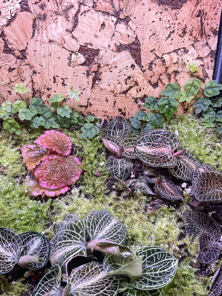 Terrarium mit Jewel Orchideen, Moos und Korkhintergrund für natürliche Tiefe