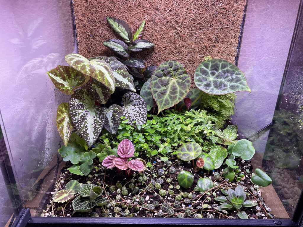 Natürliches Dschungel-Terrarium mit grünen Pflanzen und verschiedenen Blatttexturen