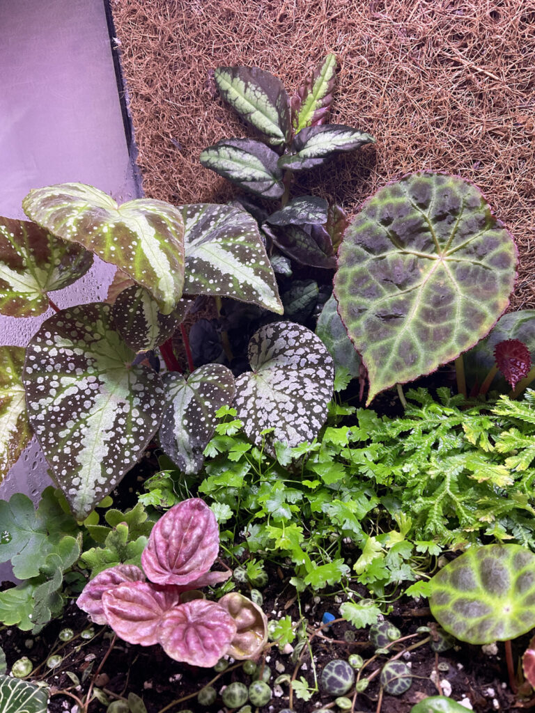 Grünes Terrarium mit Begonien, Farnen und Moos in natürlicher Komposition