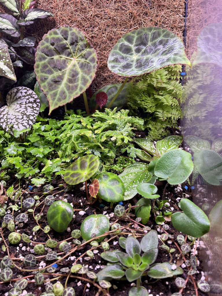 Terrarium mit tropischen Pflanzen und unterschiedlichen Blattstrukturen für natürlichen Look