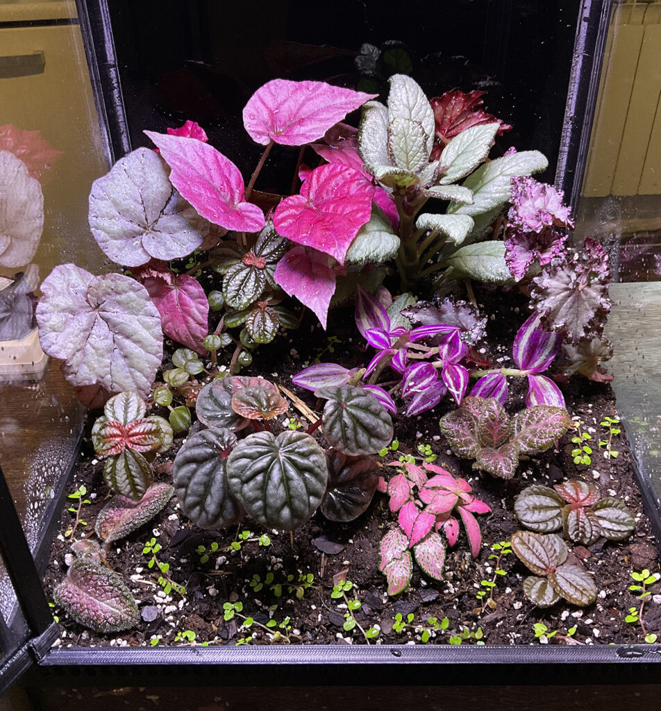 Farbenfrohes Terrarium mit Begonien und tropischen Pflanzen in Rosa- und Violetttönen