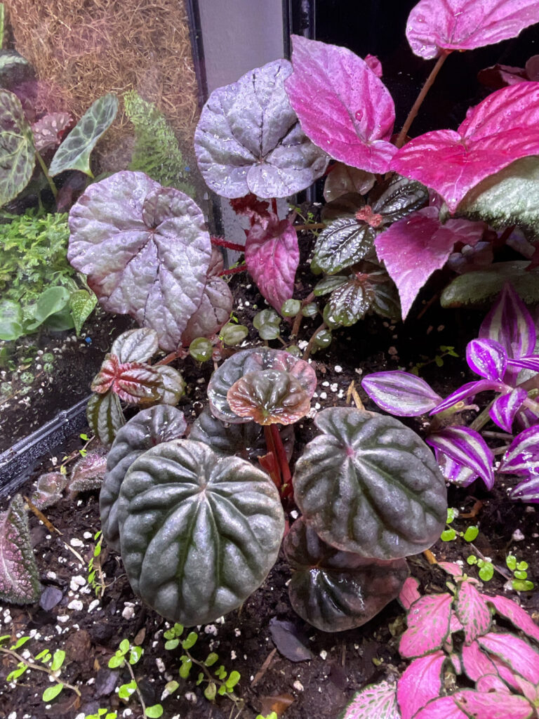 Dekoratives Terrarium mit kontrastreichen Blattfarben und tropischen Pflanzen