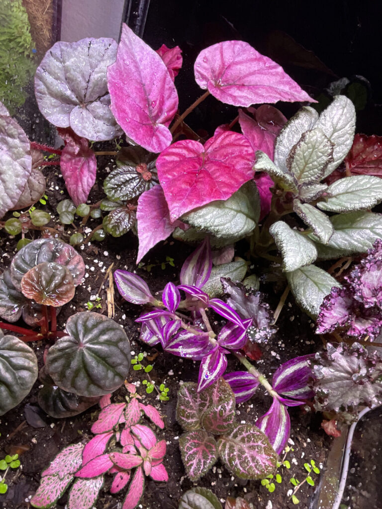 Detail eines farbintensiven Terrariums mit pinken und violetten Pflanzen