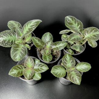 Episcia Neon Surprise mit leuchtendem Blattmuster als tropische Pflanze