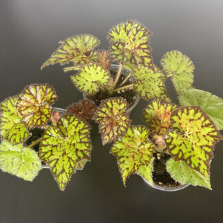 Begonia Froggy rhizomatische Zimmerpflanze mittlerer Größe