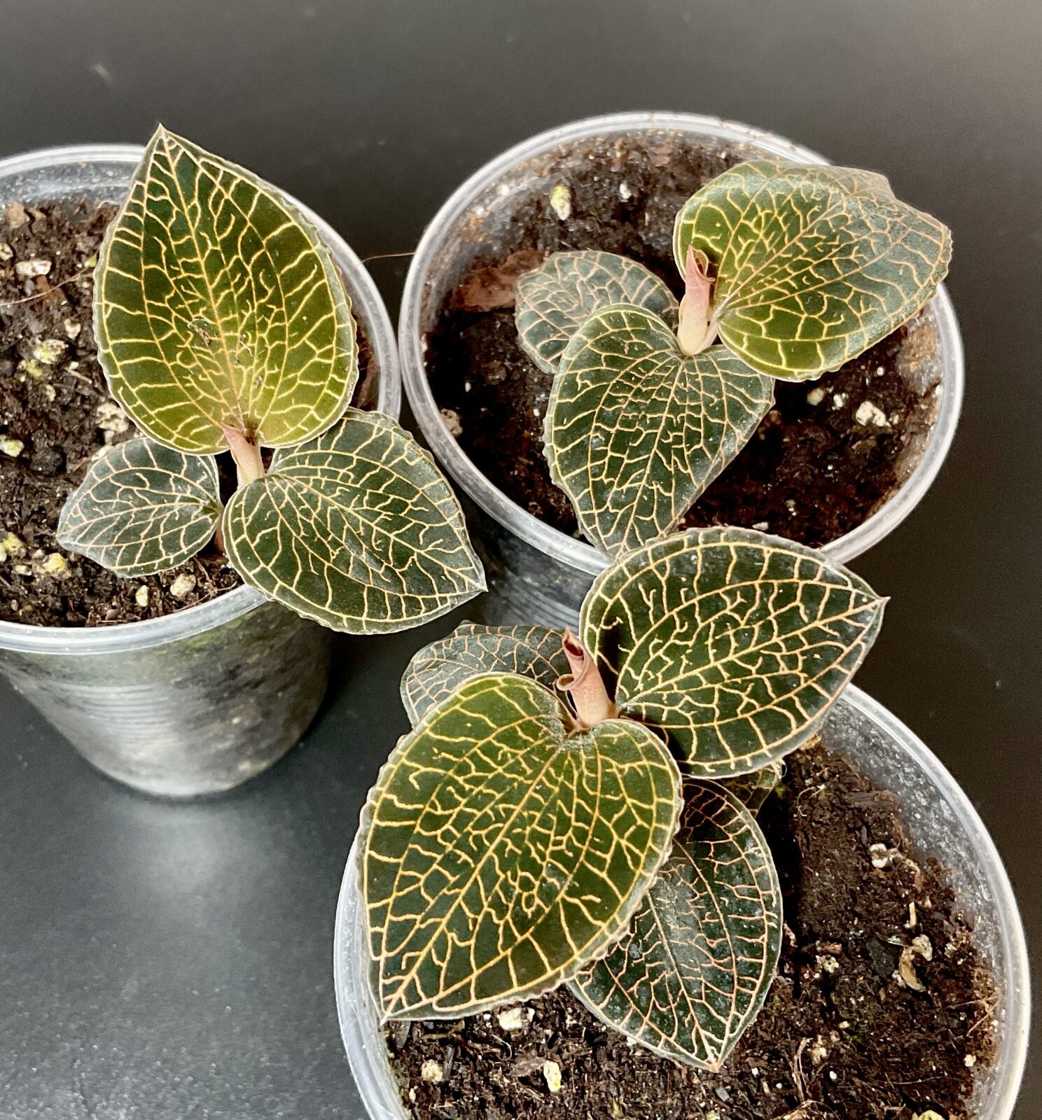 Anoectochilus Firebird Juwelorchidee