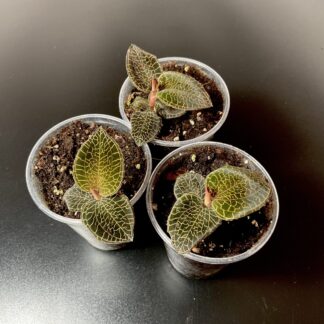 Anoectochilus Firebird Juwelorchidee als tropische Terrariumpflanze