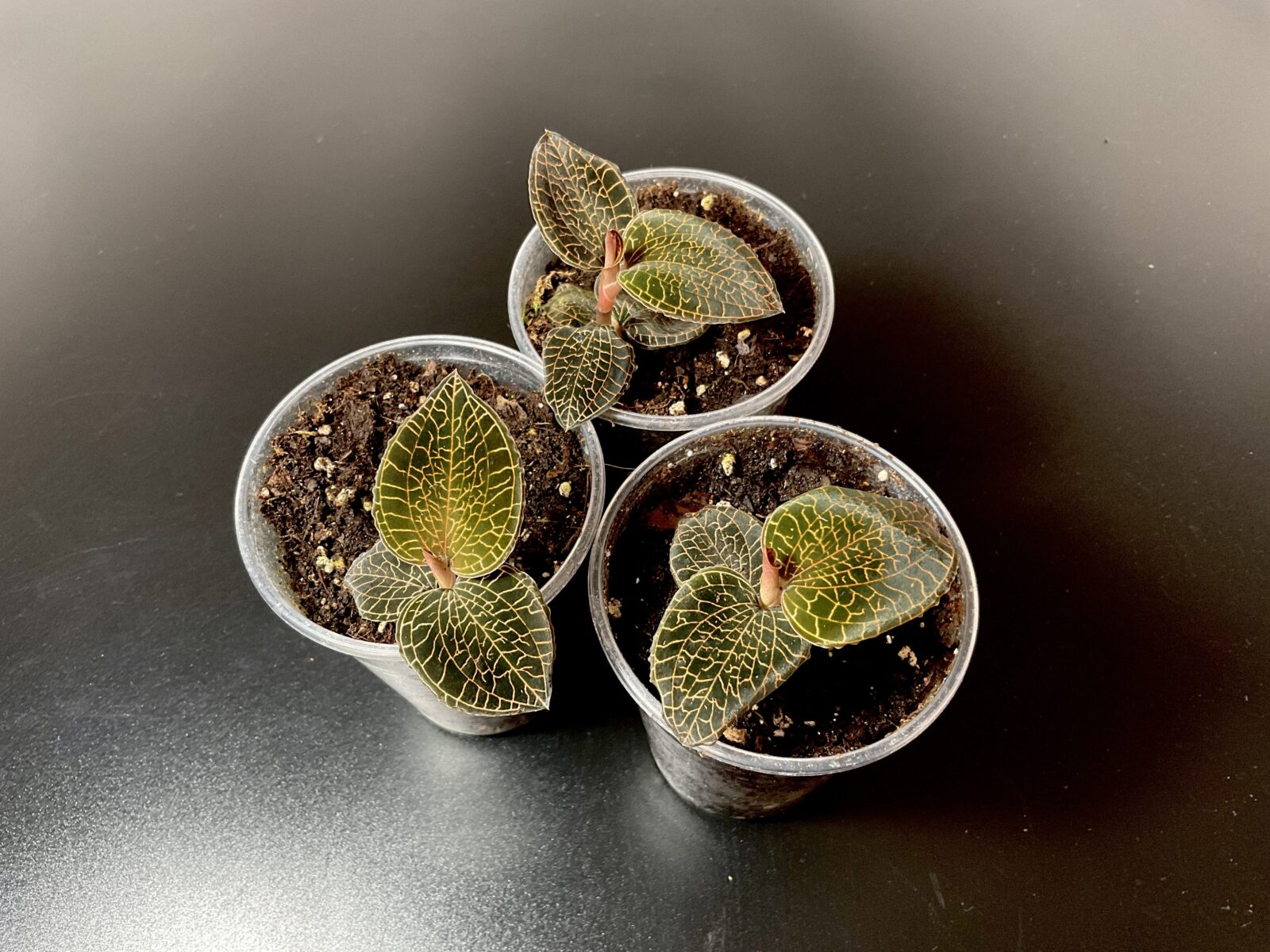 Anoectochilus Firebird Juwelorchidee als tropische Terrariumpflanze