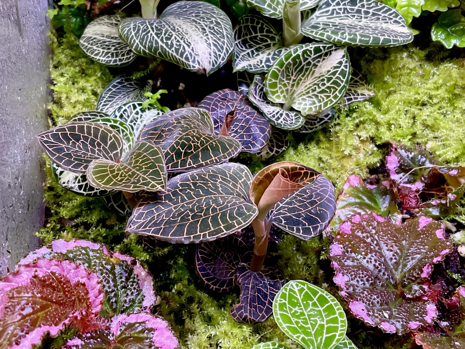 Anoectochilus Firebird Juwelorchidee