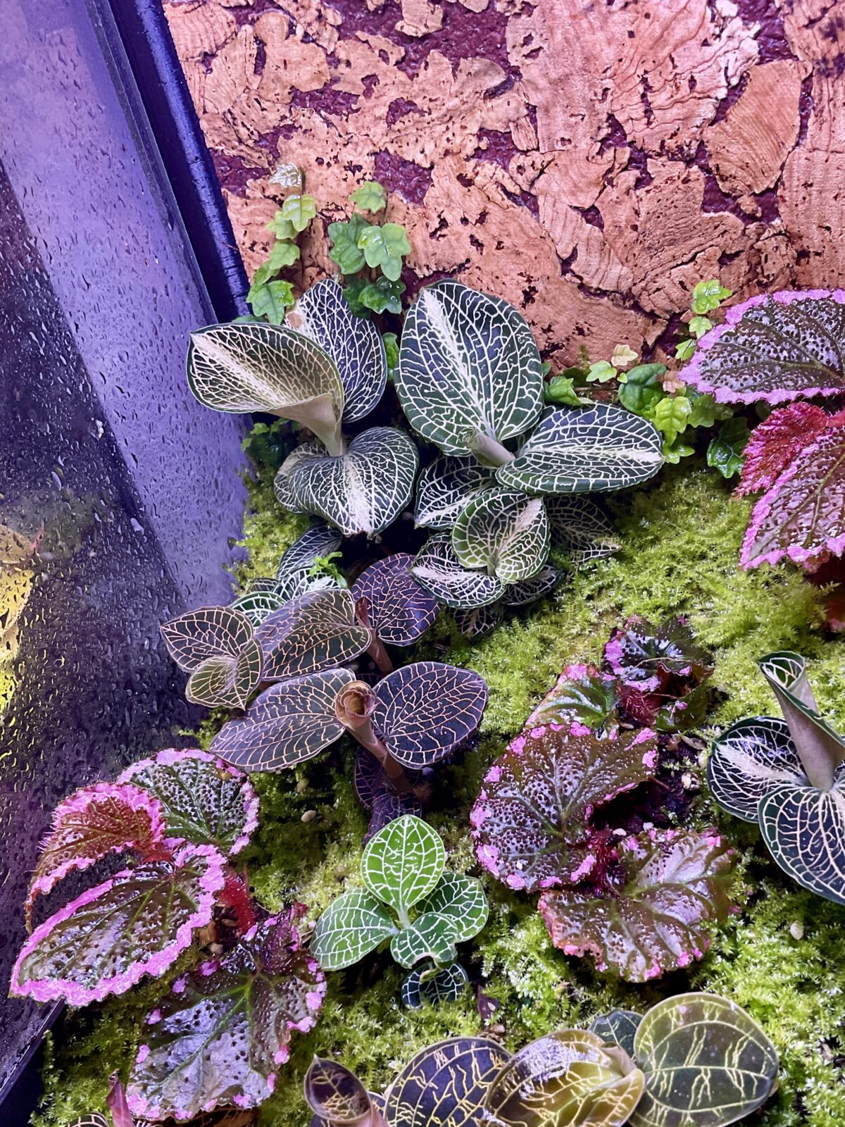 Anoectochilus Firebird Juwelorchidee