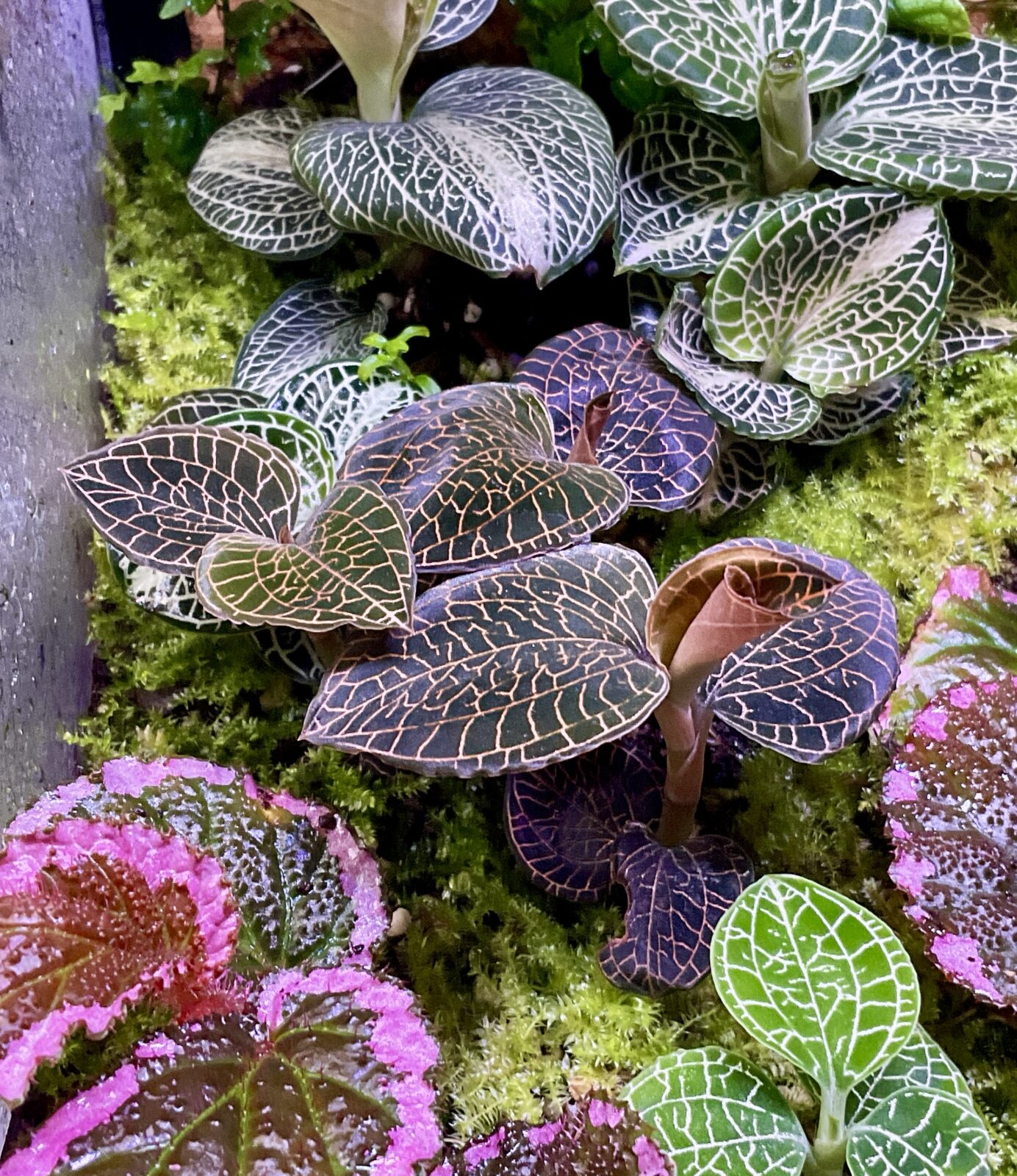 Anoectochilus Firebird Juwelorchidee