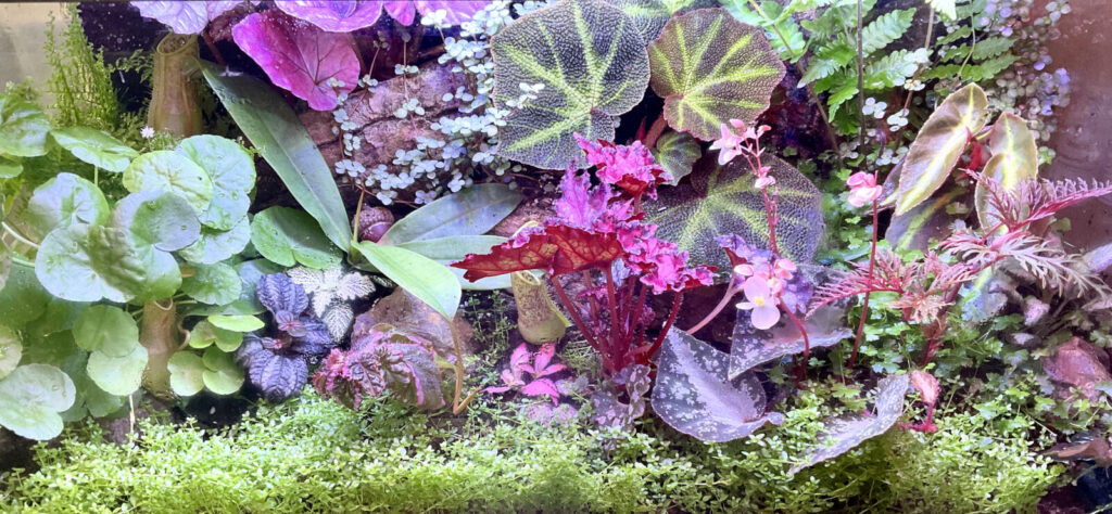 Horizontales Terrarium mit dicht wachsender Pflanzendecke und tropischen Pflanzen