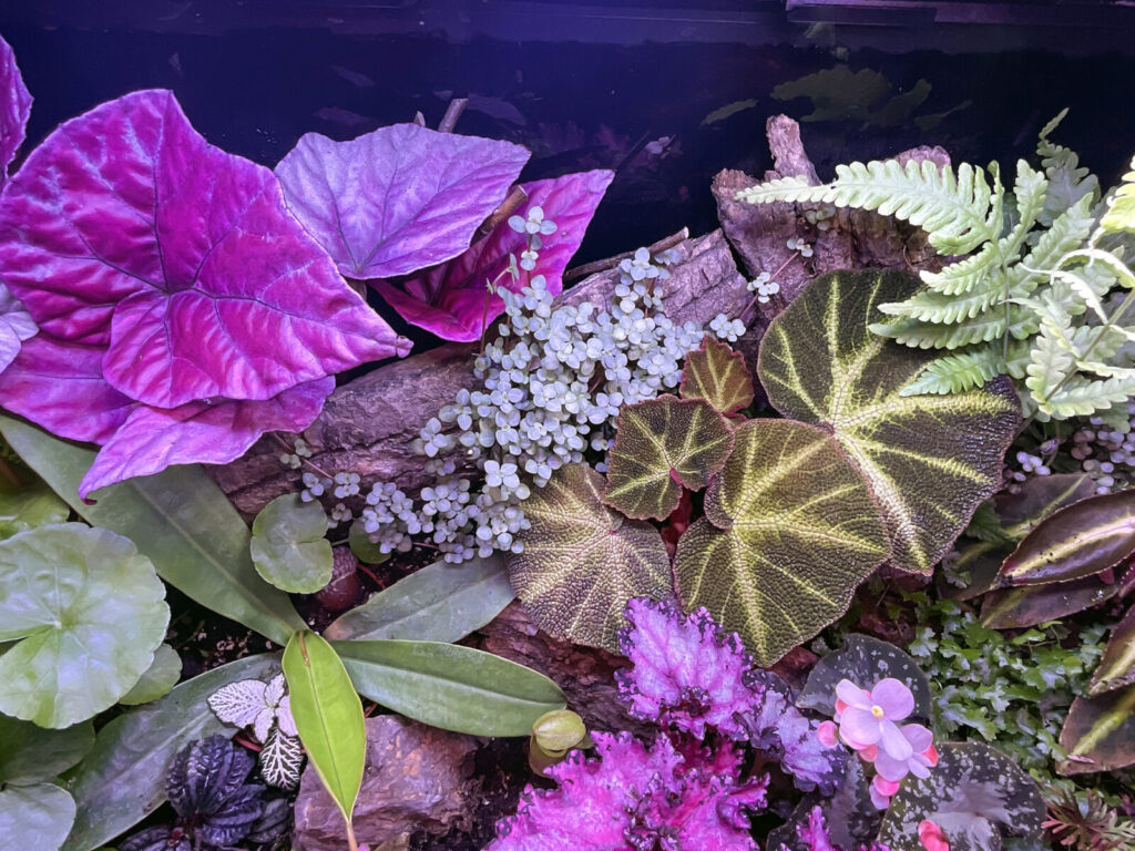 Tropisches Terrarium mit Schichtung aus Moos, Begonien und Farnen für lebendiges Ökosystem