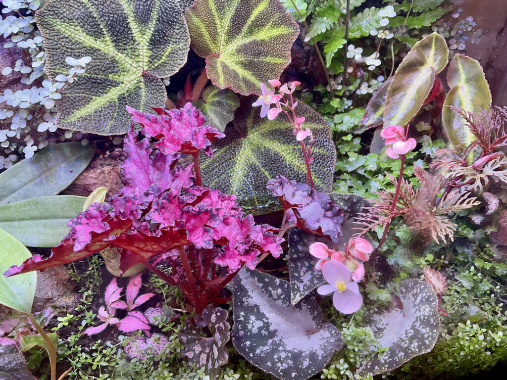 Detail eines wachsenden Terrariums mit Bodendeckern und verschiedenen tropischen Pflanzen