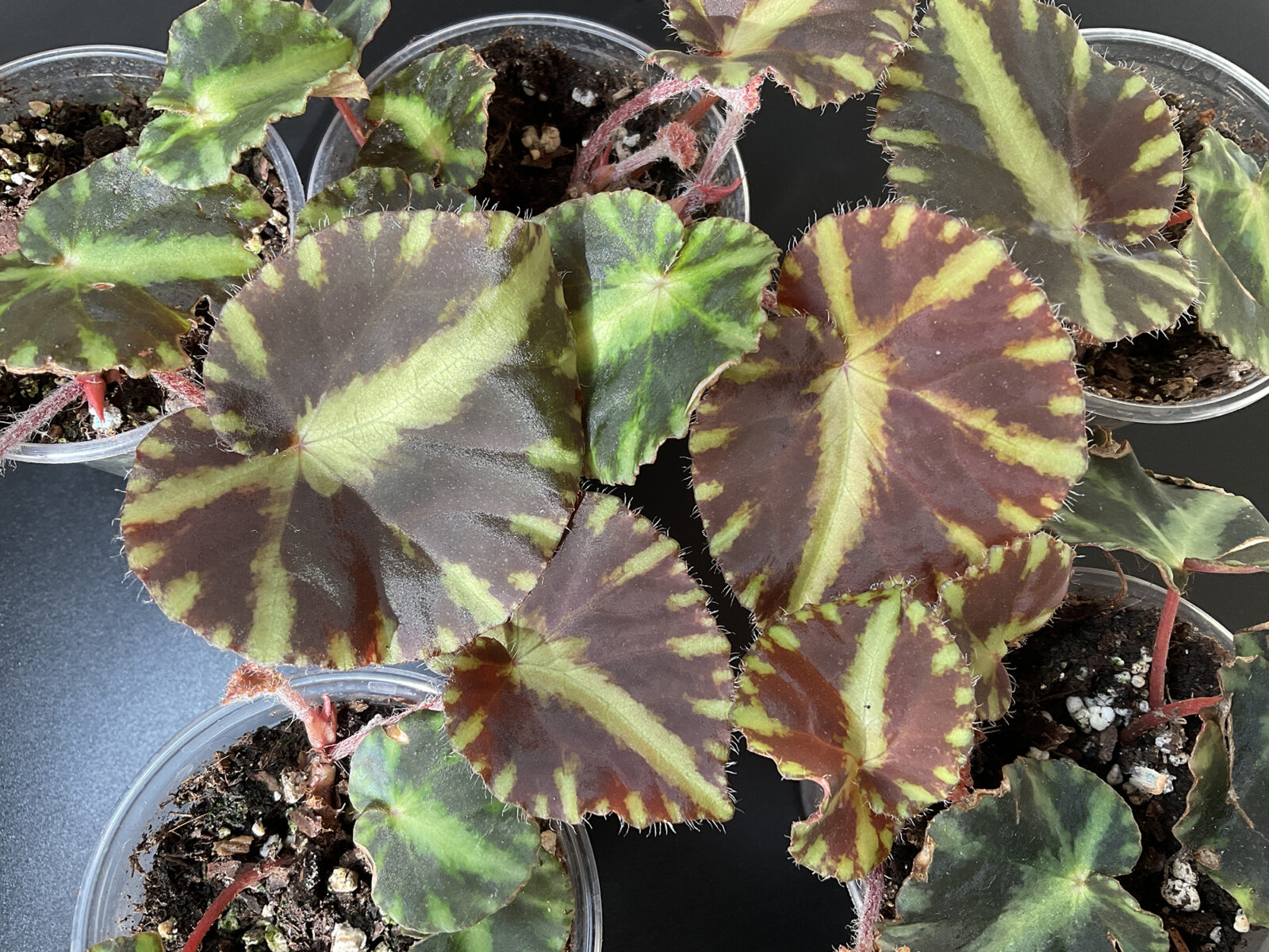 Begonia cleopatrae kompakte rhizomatische Zimmerpflanze für Sammlungen