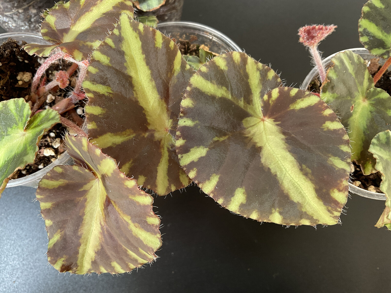 Begonia cleopatrae