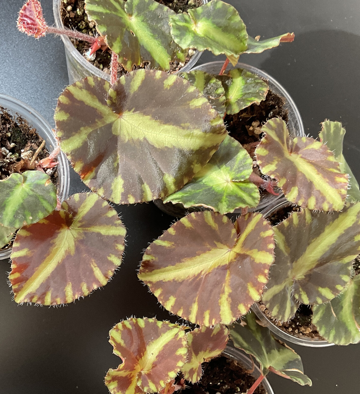 Begonia cleopatrae