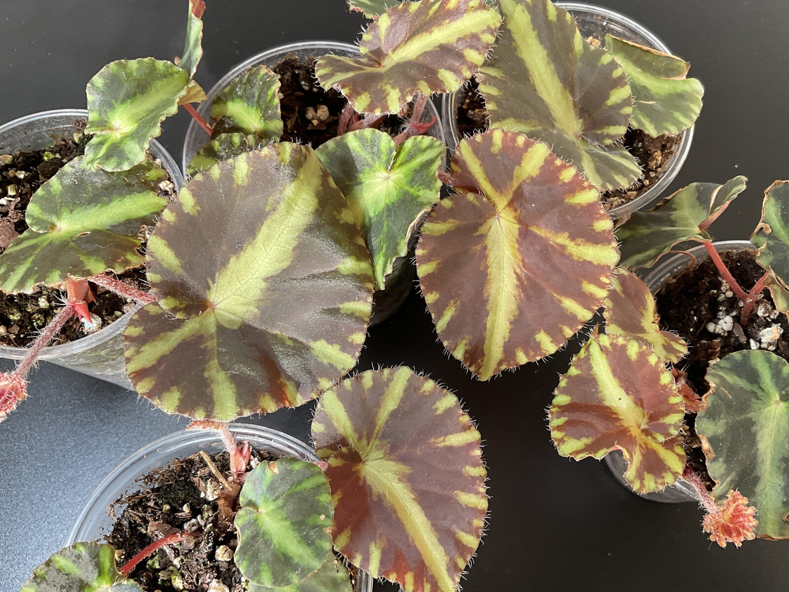Begonia cleopatrae