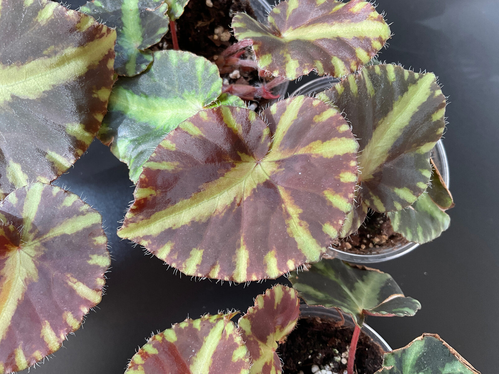 Begonia cleopatrae