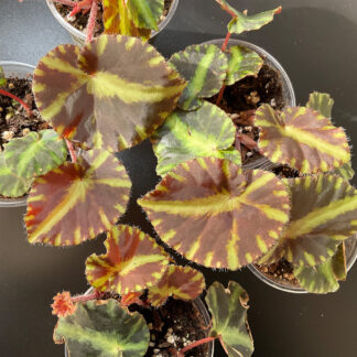 Begonia cleopatrae kompakte rhizomatische Zimmerpflanze für Sammlungen