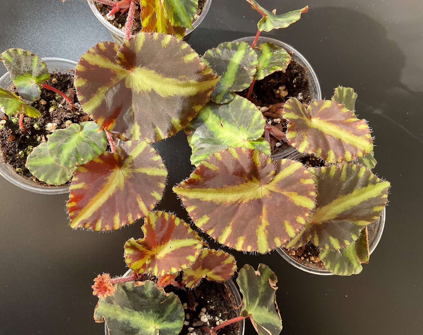 Begonia cleopatrae kompakte rhizomatische Zimmerpflanze für Sammlungen