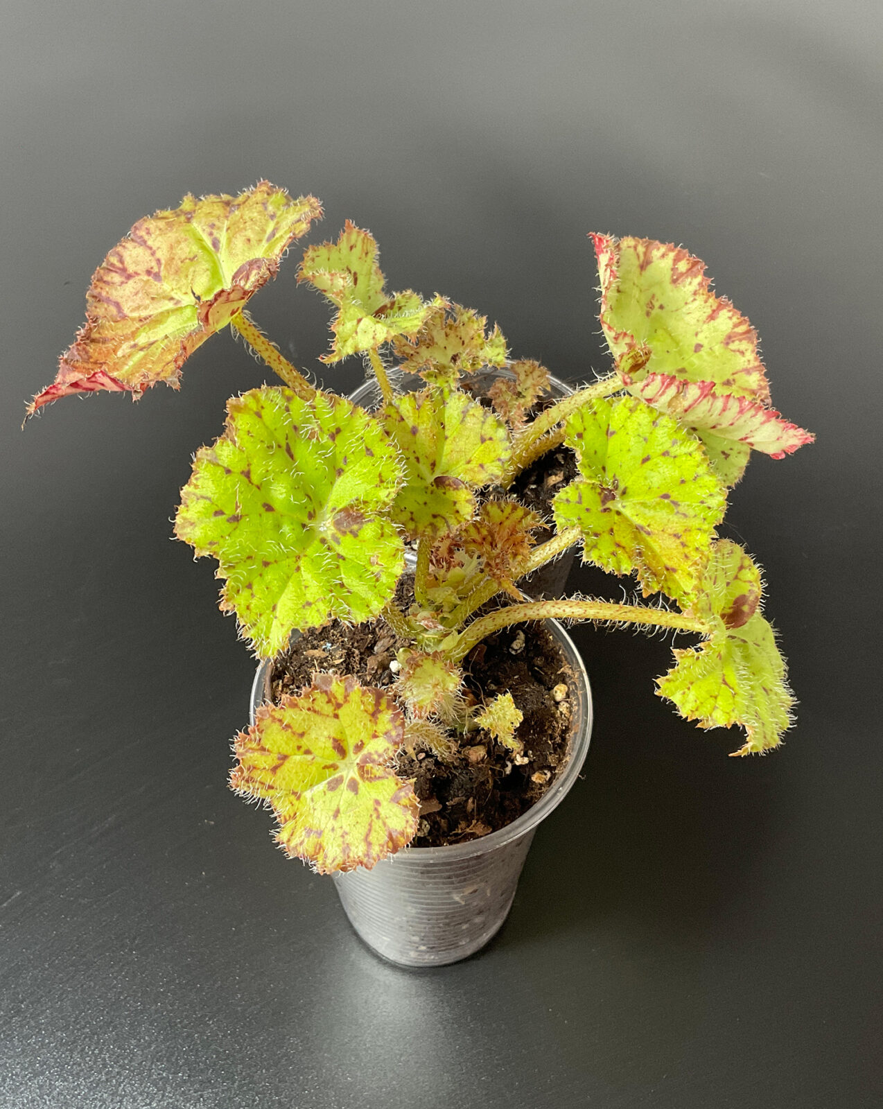 Begonia Froggy rhizomatische Zimmerpflanze