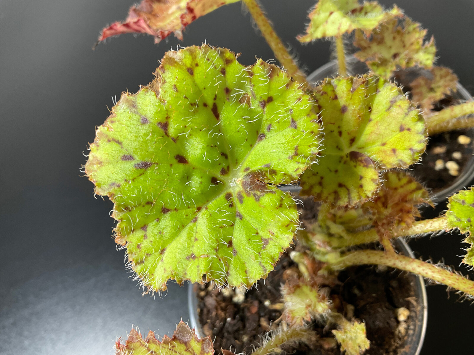 Begonia Froggy rhizomatische Zimmerpflanze