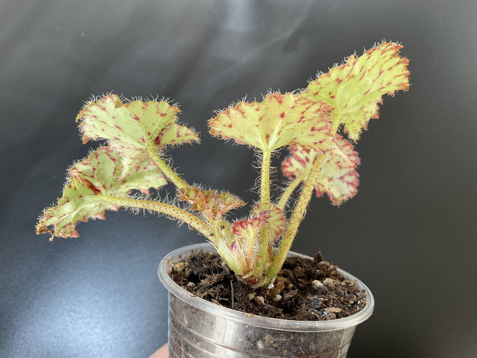 Begonia Froggy
