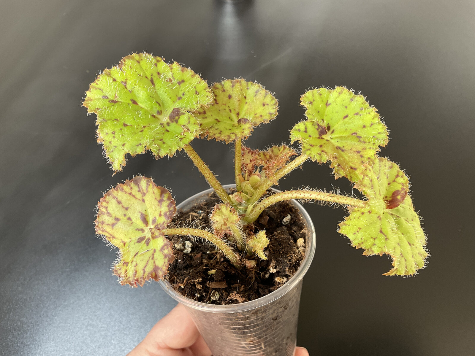 Begonia „Froggy“ – Rhizom Begonie – Bild 3