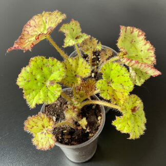 Begonia Froggy rhizomatische Zimmerpflanze mittlerer Größe