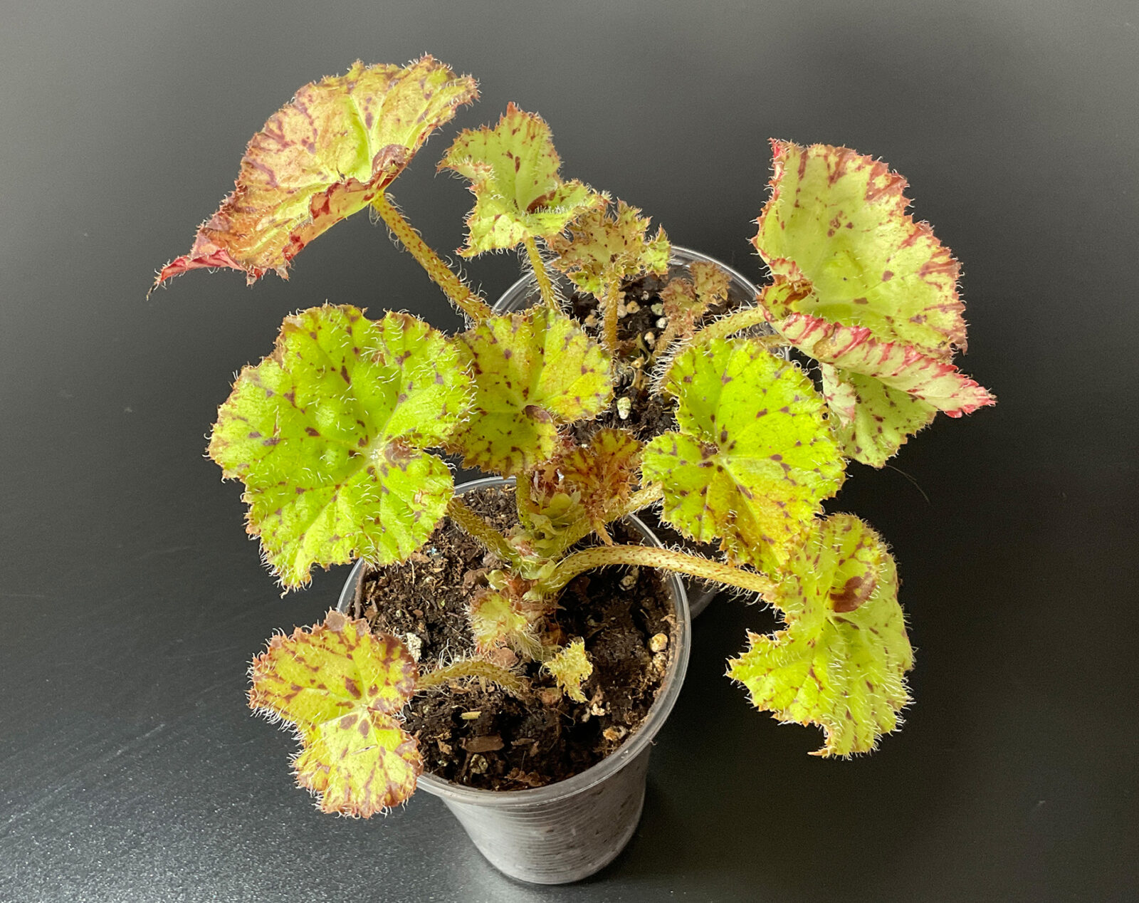 Begonia Froggy rhizomatische Zimmerpflanze mittlerer Größe