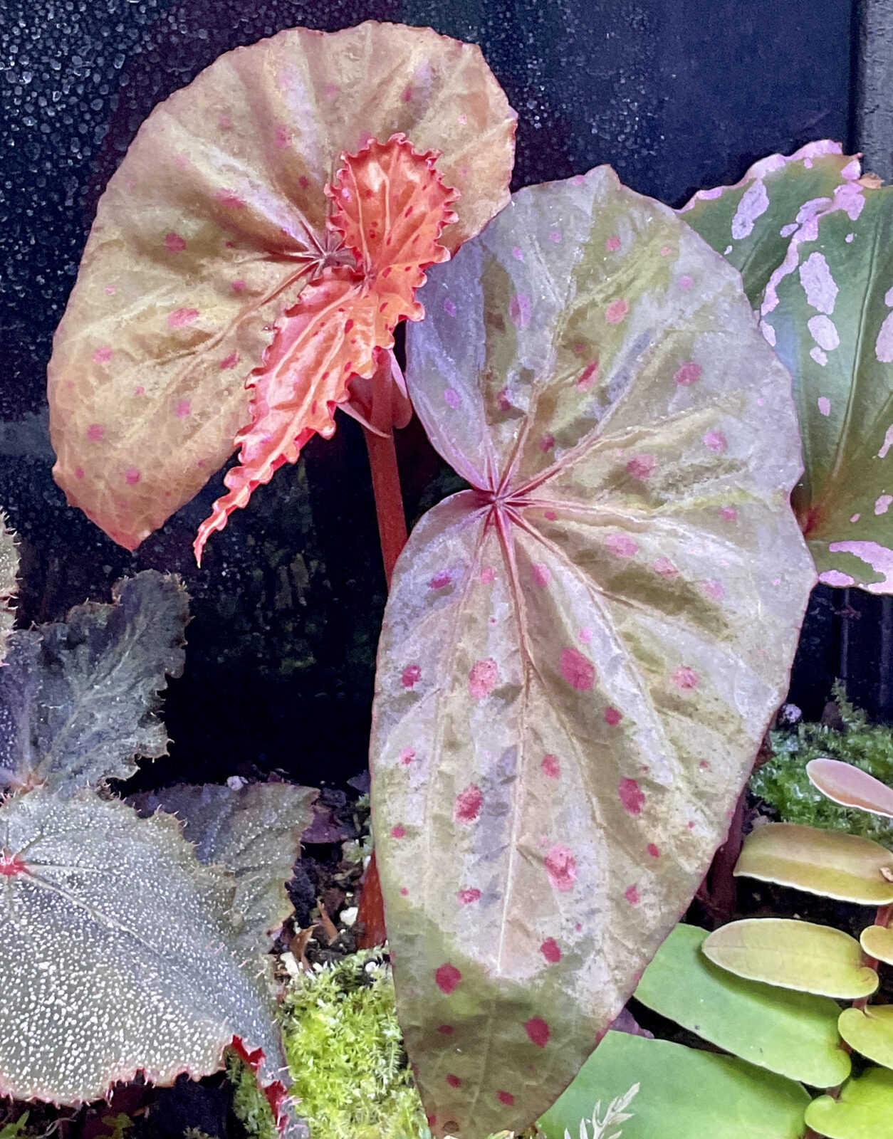 Begonia malachosticta empfindliche tropische Terrariumpflanze