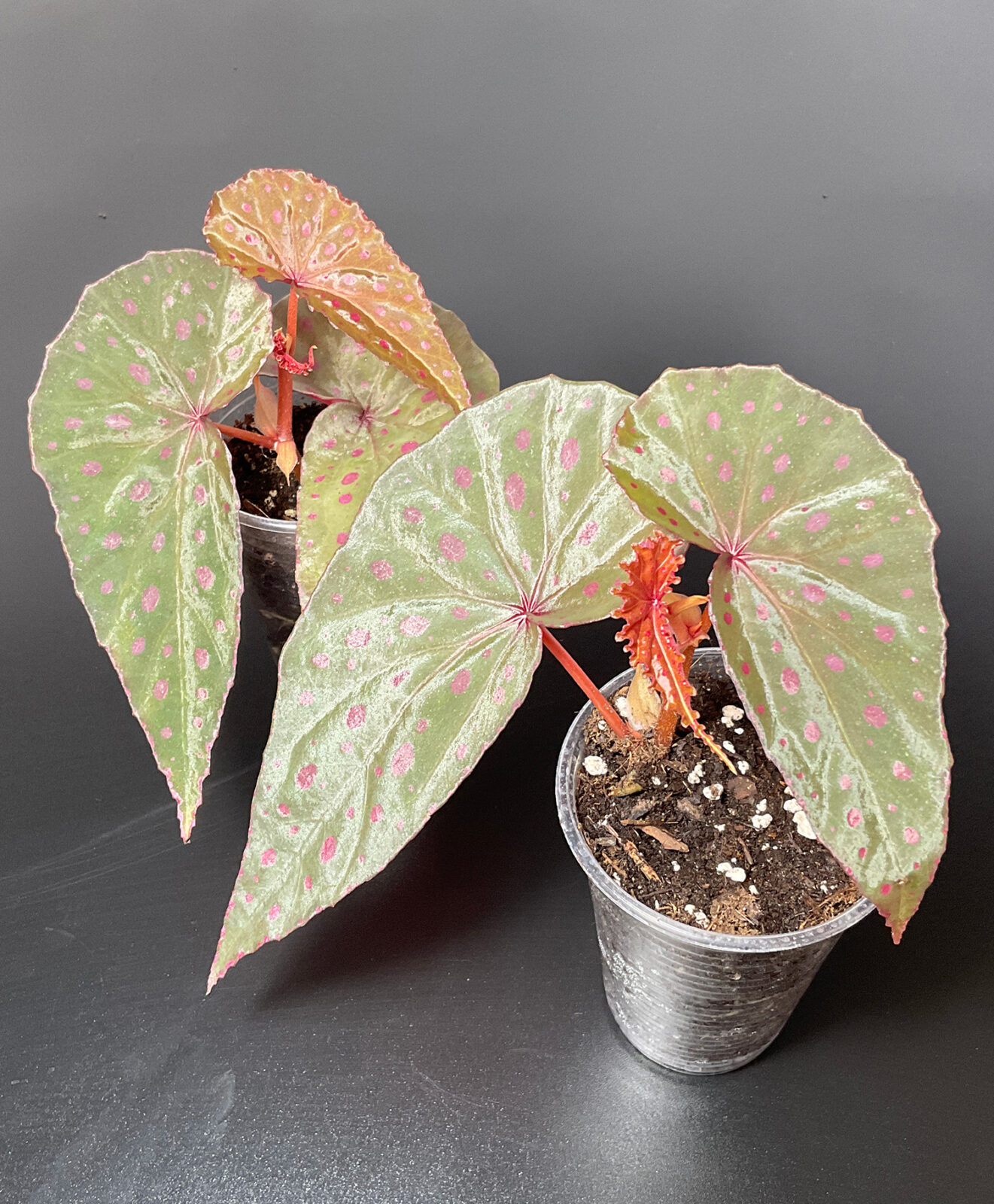 Begonia malachosticta