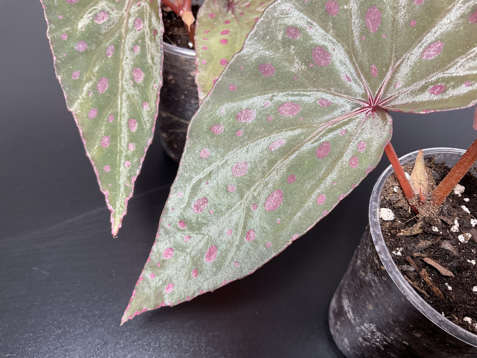 Begonia malachosticta