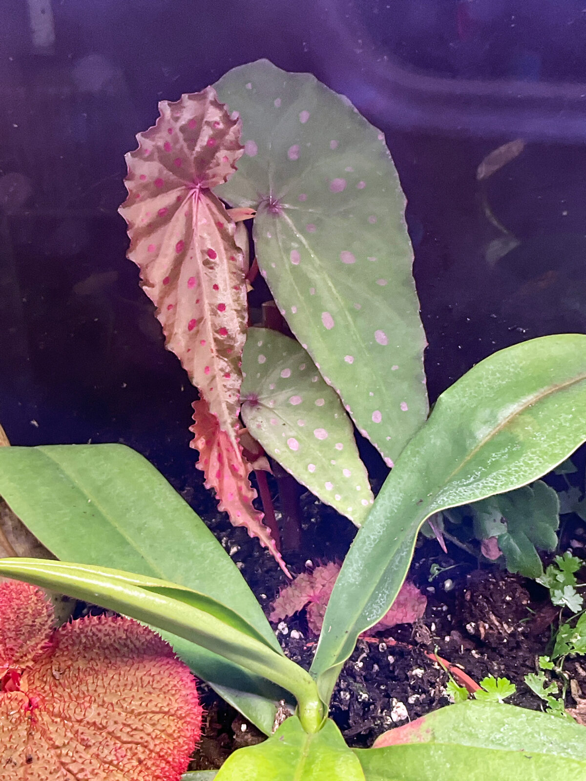 Begonia malachosticta