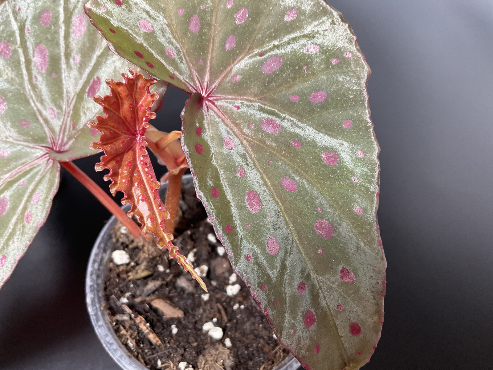 Begonia malachosticta