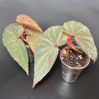 Begonia malachosticta empfindliche tropische Terrariumpflanze