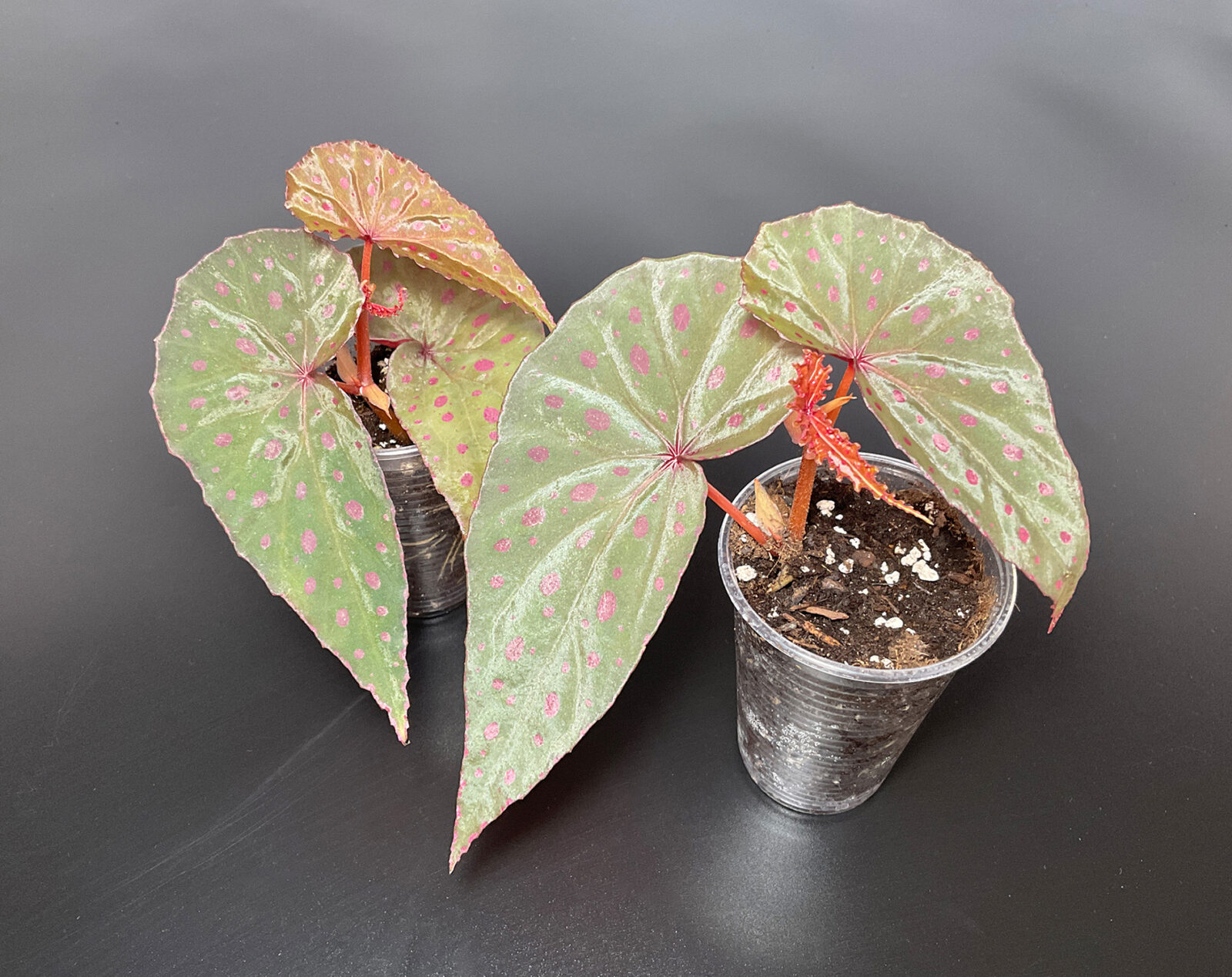 Begonia malachosticta empfindliche tropische Terrariumpflanze