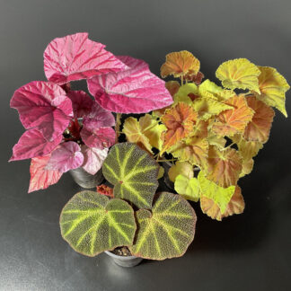 Set aus drei Rex Begonien in Grün Rot Gelb in kleinen Töpfen